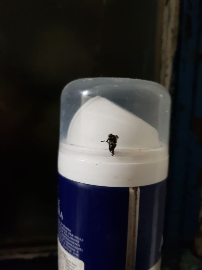 This Dead Fly Looks Like Soldier With Flamethrower