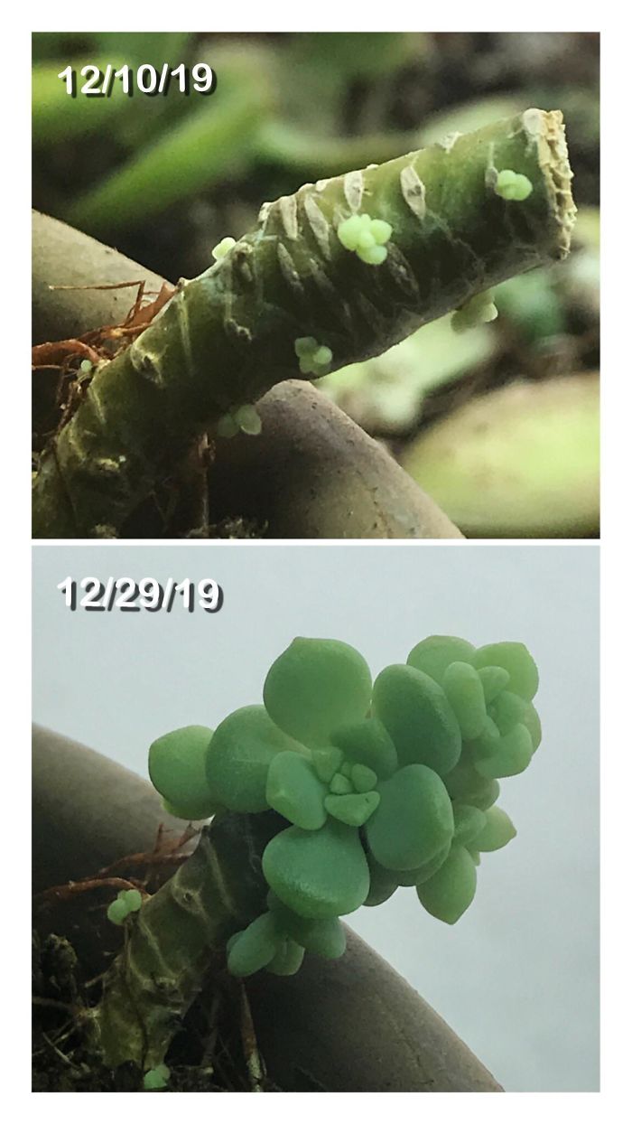 19 Days Of Regrowth On This Succulent Stump