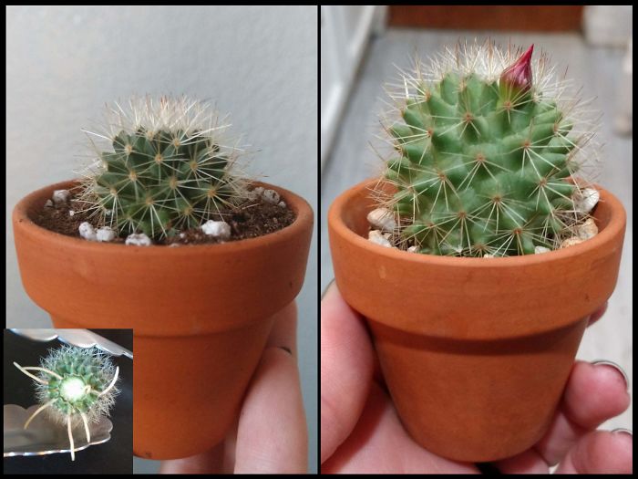 I Cut The Tip Off Of A Rotting Cactus Fall 2018. Planted On Dec 9, 2018. Here's One Year Of Progress!