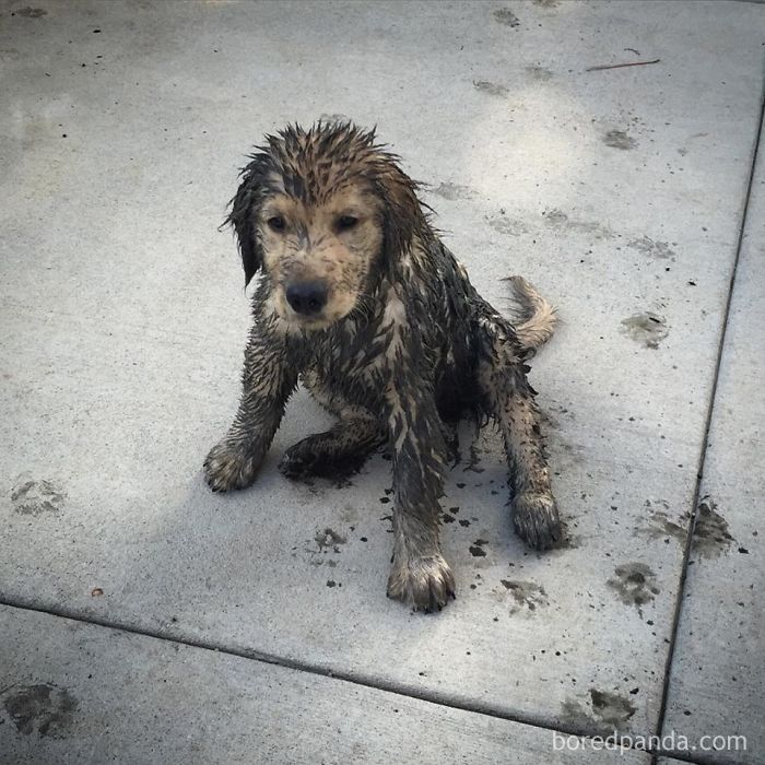 Sweet Puppy Discovered Mud Today