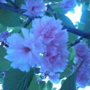 Barbara_Yelyn_Dephillips