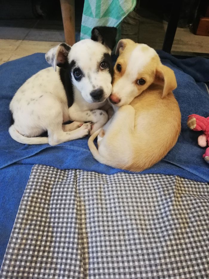 Our Two Rescue Pups, Monty And Tuck