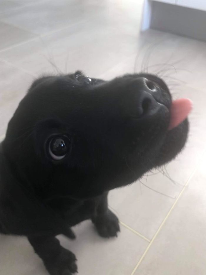 My Parent’s New Lab Puppy Likes To Stick Her Tongue Out At You