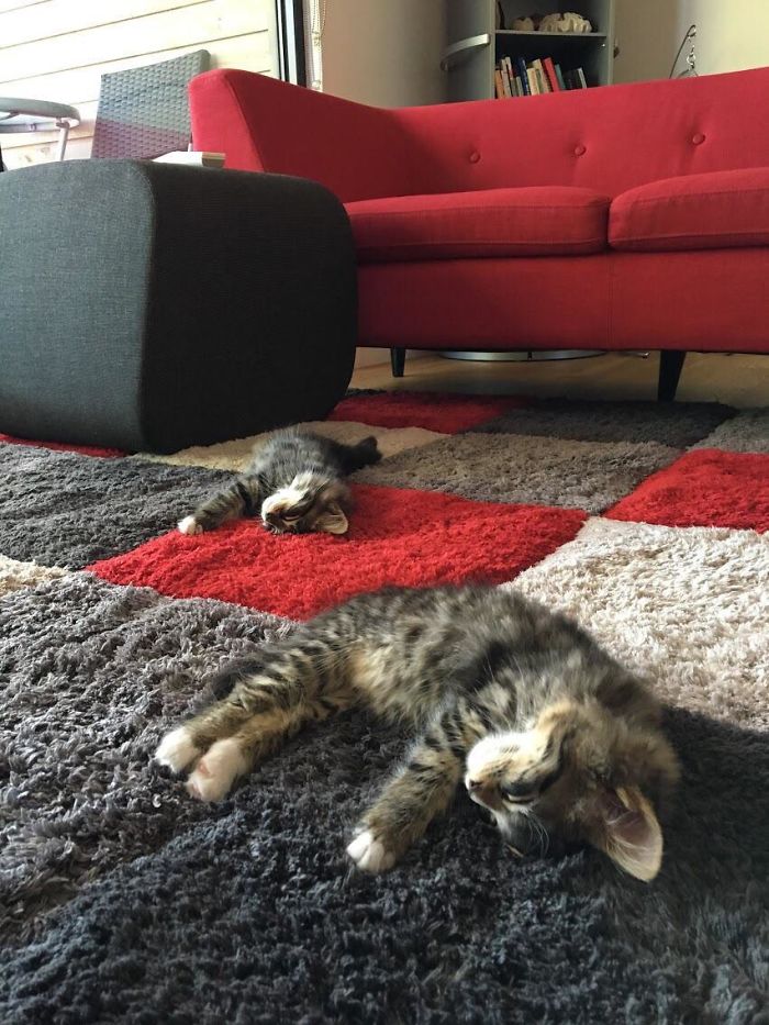 Gatitos agotados tras su primer día explorando la casa