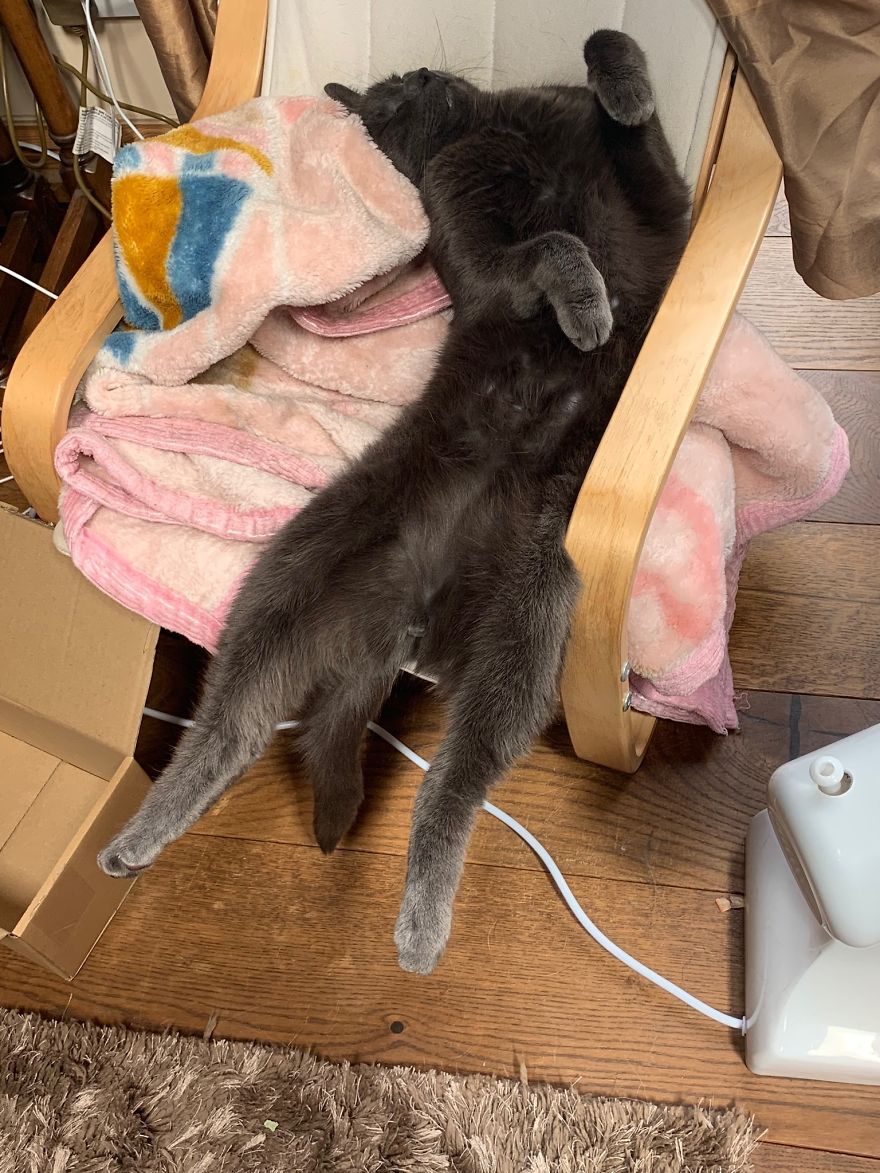 Expert Awkward Sleeper ...... Koshka The Cat❤️
