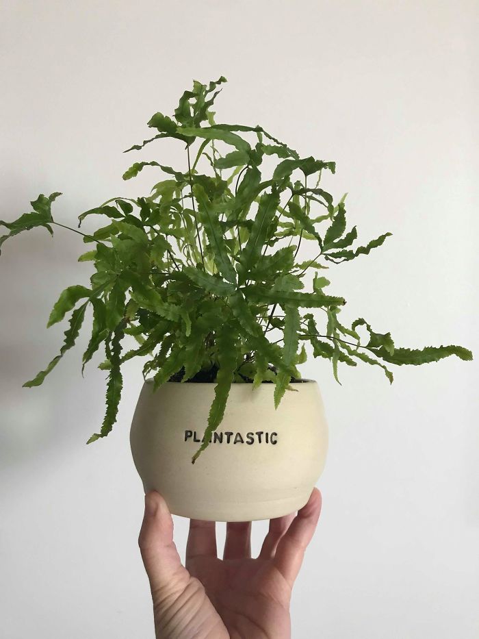 I Make Ceramic Planters With Sassy Botanical Puns (18 Pics)