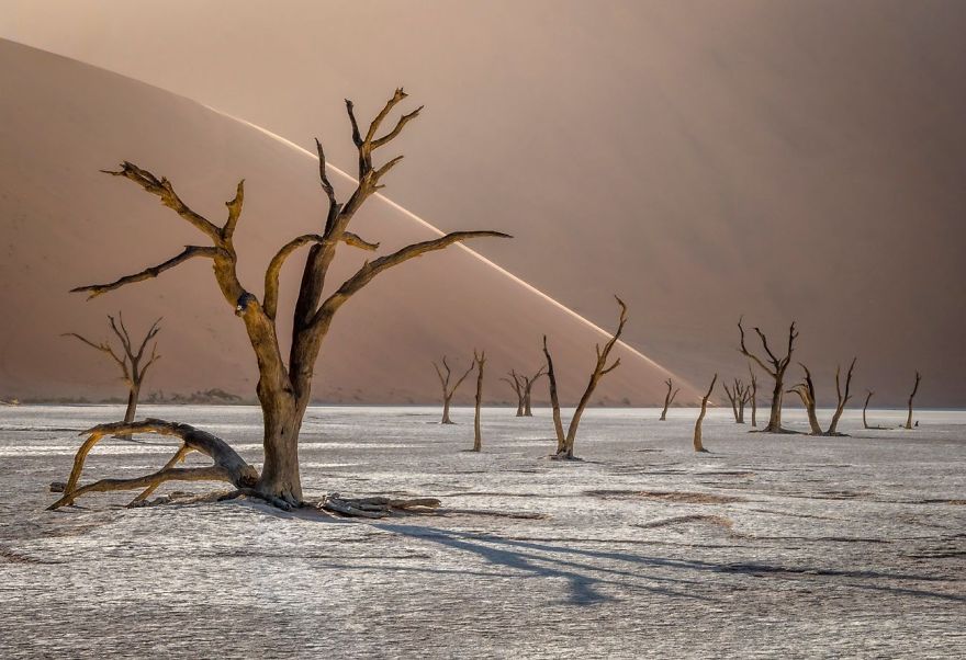 Deadvlei, Namib-Naukluft Park, Namibia By Tomasz Szpila