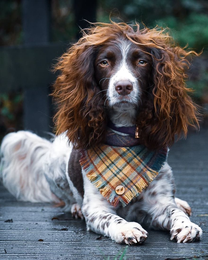This Cute Dog Has Such Fabulous Hair That It Has Made Him Instagram Famous