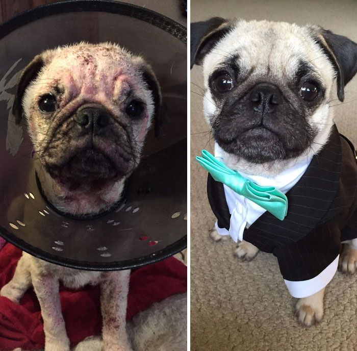 Our Pug Had A Hard Start To Life. Raised By A Trucker Who Couldn’t Take Care Of Him And Get Him The Treatment He Needed. Then A Vet Who Didn’t Diagnose Him Correctly. Now He’s A Healthy Stud-Muffin!