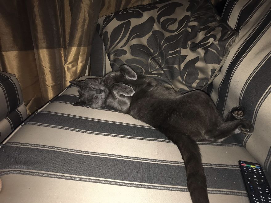 Expert Awkward Sleeper ...... Koshka The Cat❤️