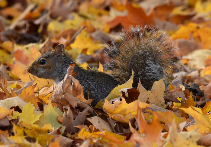 I Photograph A Squirrel For Every Time Of The Year