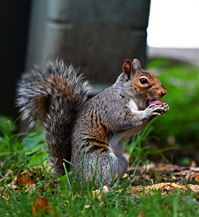 I Photograph A Squirrel For Every Time Of The Year