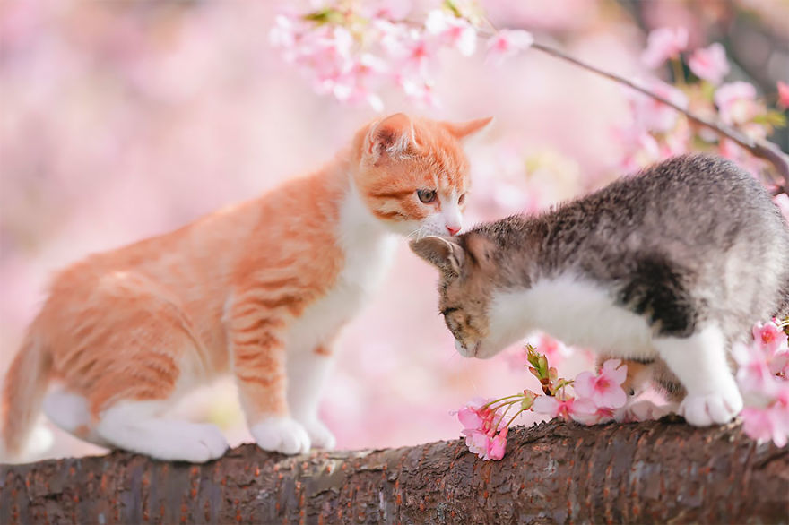 This Photographer Captured Two Adorable Kittens Having Fun On Cherry Blossoms In Tokyo