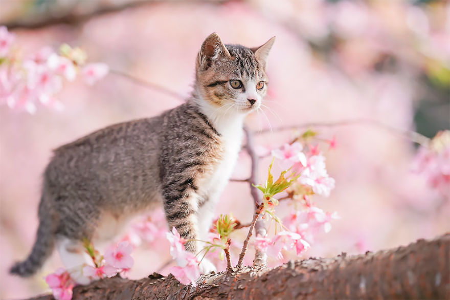 This Photographer Captured Two Adorable Kittens Having Fun On Cherry Blossoms In Tokyo