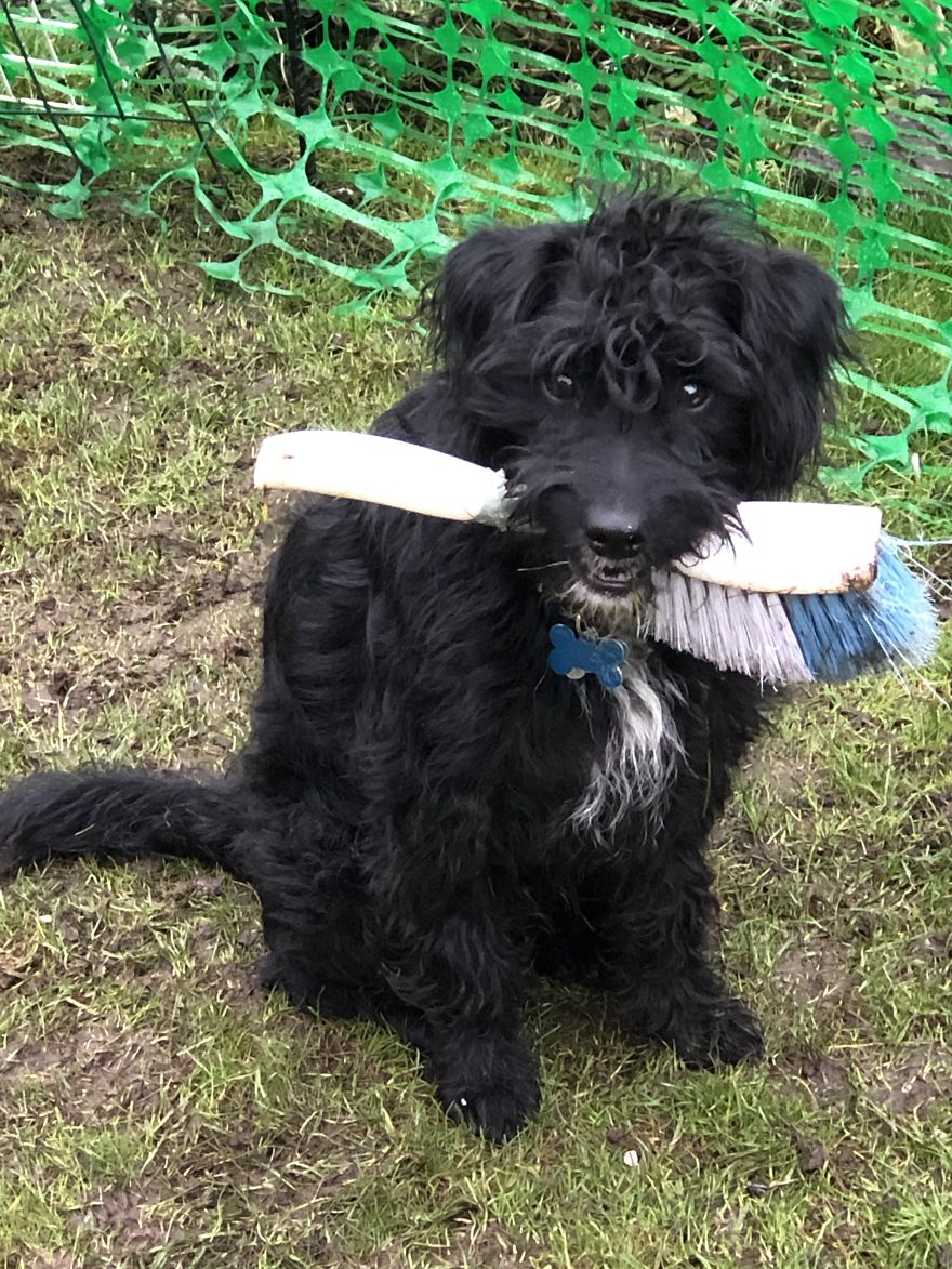 Just A Dog?