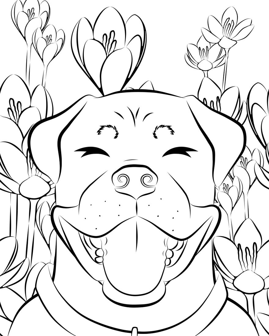 I Made A Coloring Book That Celebrates Derpy Dogs