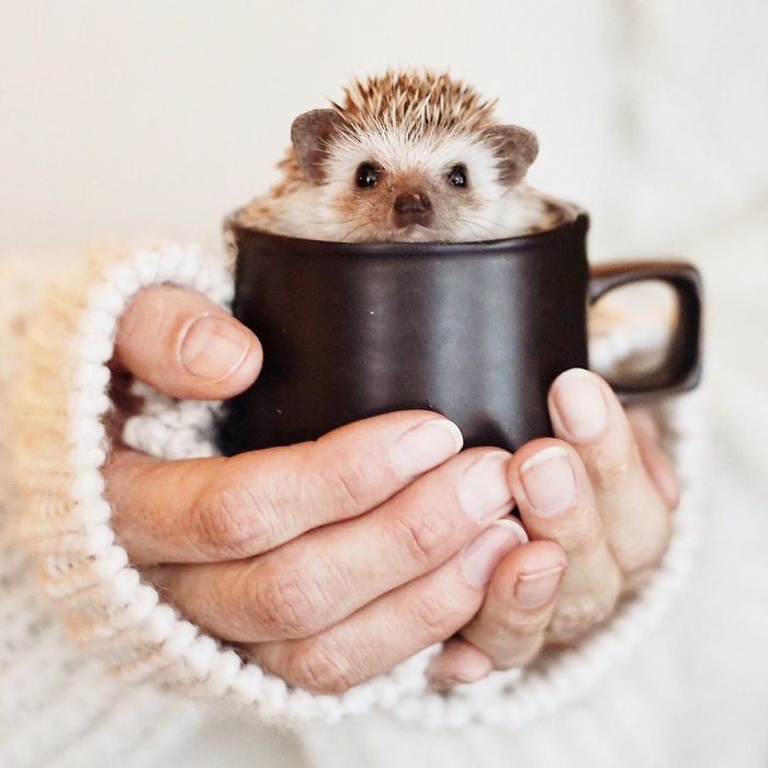 Cinnamon The Hedgehog Is Living Her Best Life, Here’s Her Average Day (17 Pics)