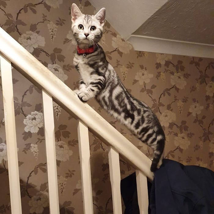 Is This A World’s Longest Kitten?