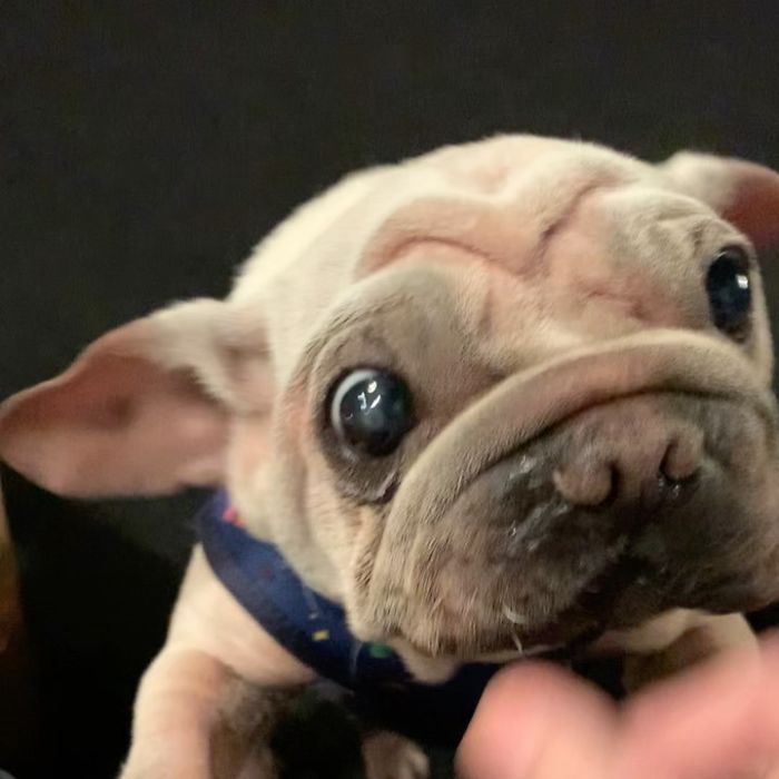 Baby Yoda Dog