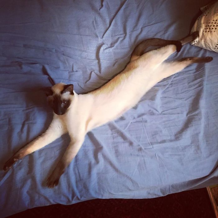 One Long Kitty