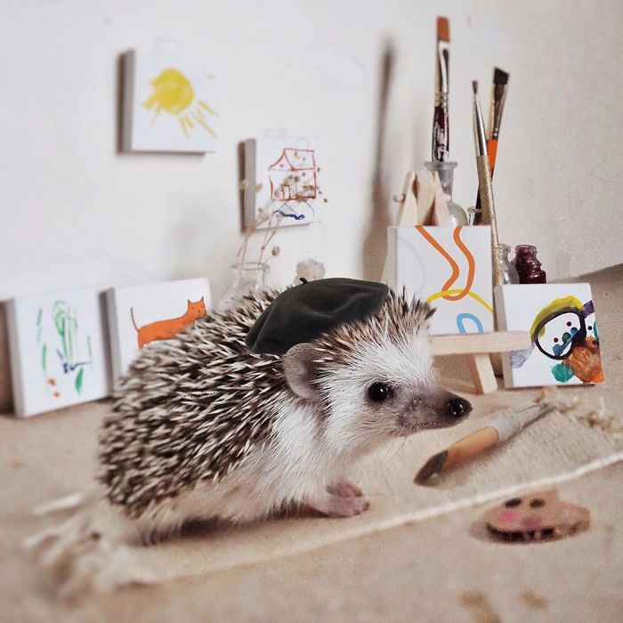 Cinnamon The Hedgehog Is Living Her Best Life, Here’s Her Average Day (17 Pics)