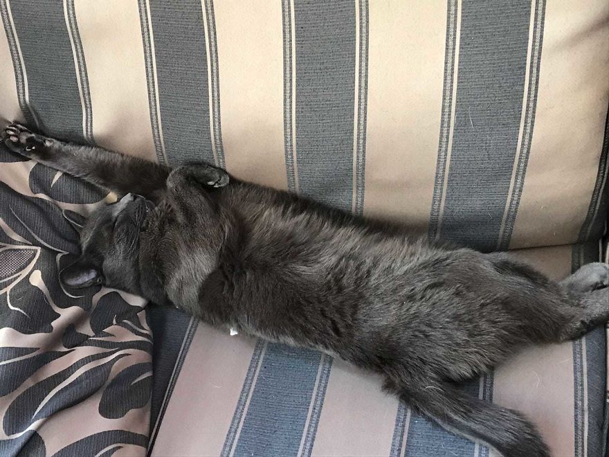 Expert Awkward Sleeper ...... Koshka The Cat❤️