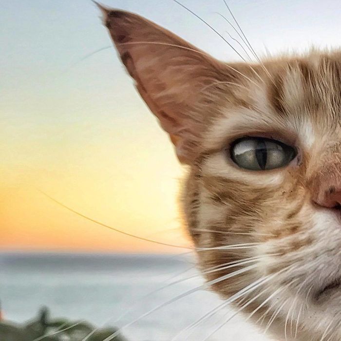 Italian Woman Documents The Carefree Life Of Her Cat And It Kinda Makes You Jealous (36 Pics)