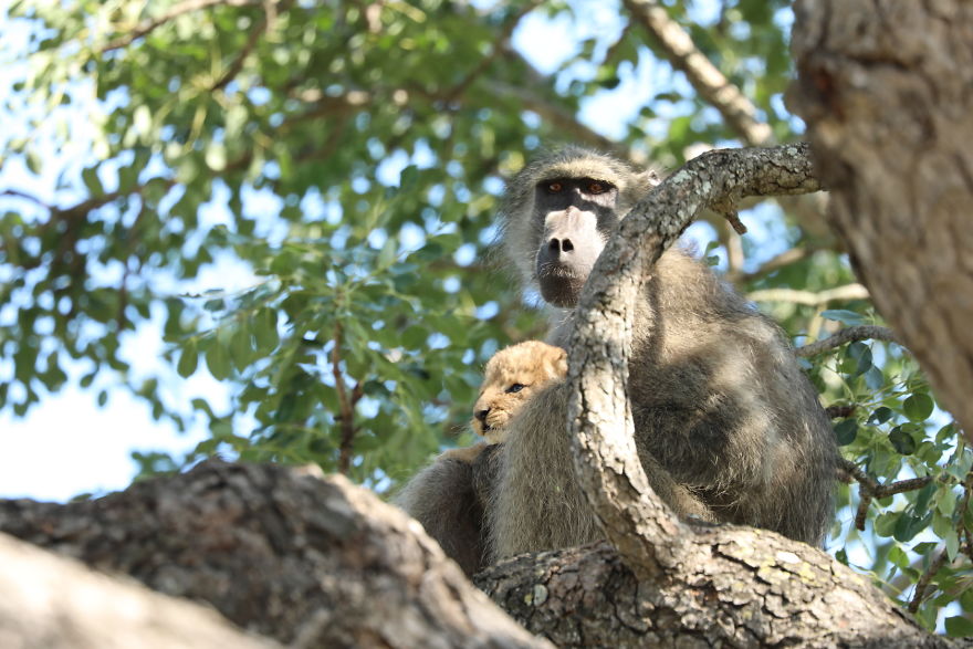 Baboon Spotted Carrying A Lion Cub Just Like From 'The Lion King', But Unfortunately, The Reality Is Not As Happy