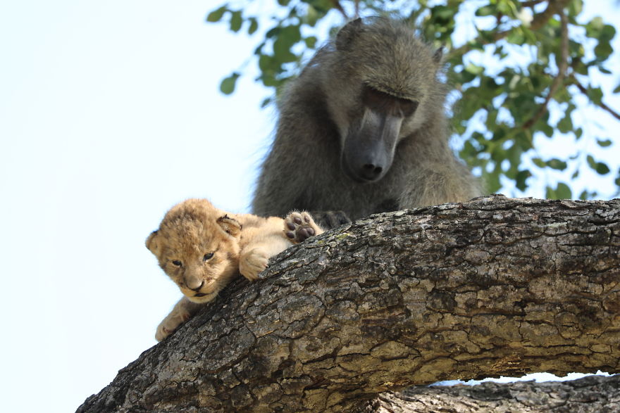 Baboon Spotted Carrying A Lion Cub Just Like From 'The Lion King', But Unfortunately, The Reality Is Not As Happy