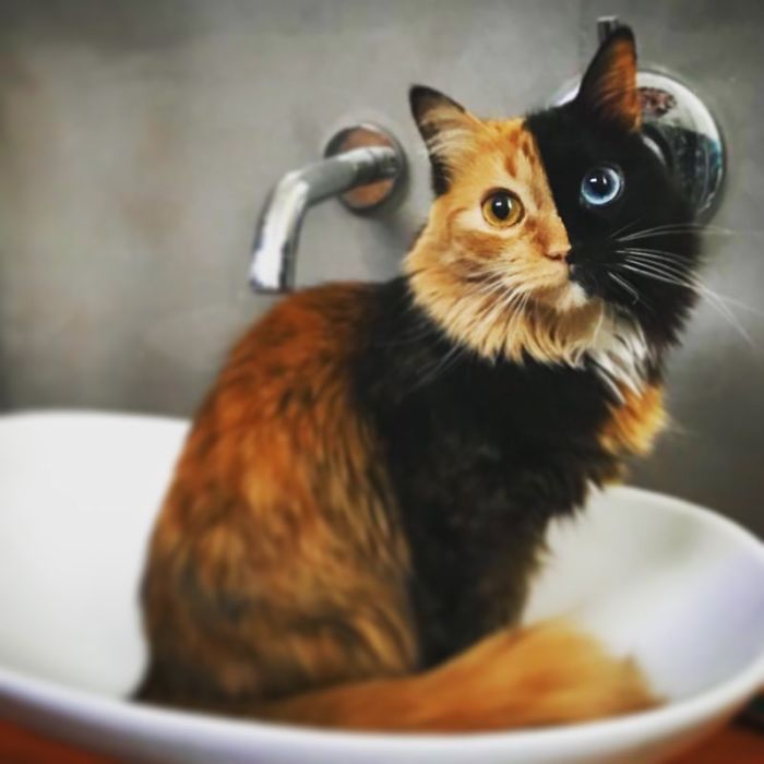 Quimera Cat