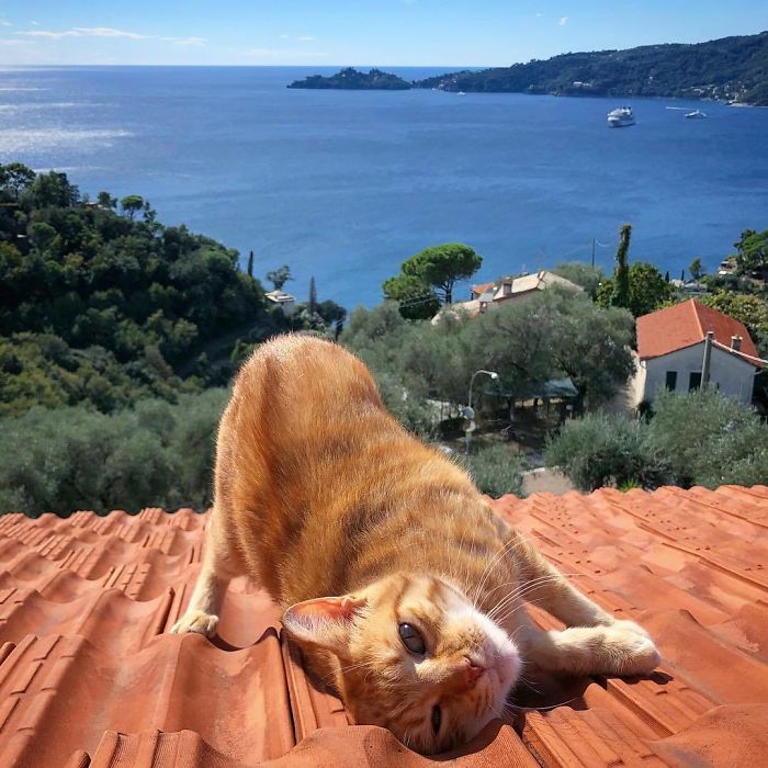 Italian Woman Documents The Carefree Life Of Her Cat And It Kinda Makes You Jealous (36 Pics)