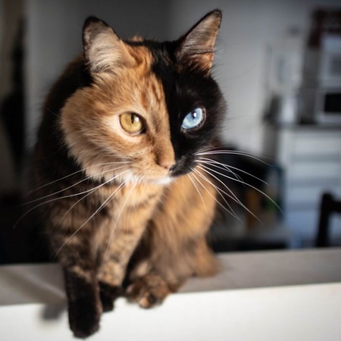 Quimera Cat
