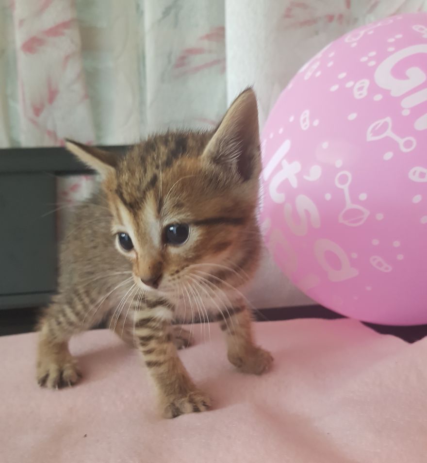 Cat Named Cheeto Dacutecat Hosts Gender Reveal Party For Foster Kittens, And It's Too Cute For Words