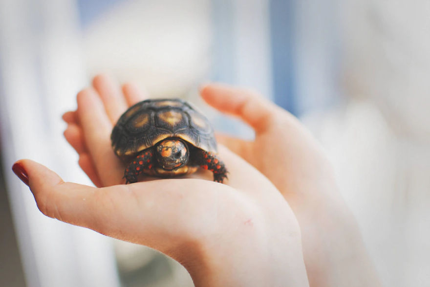 Amazing Facts About Petting Amphibians Amazing Facts About Petting Amphibians