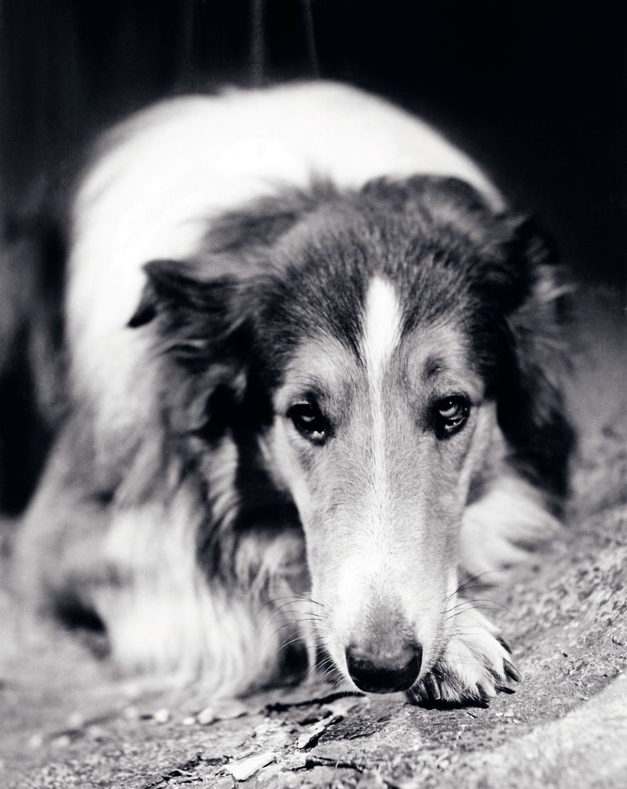 Lassie (Rough Collie), Lassie Come Home, 1943