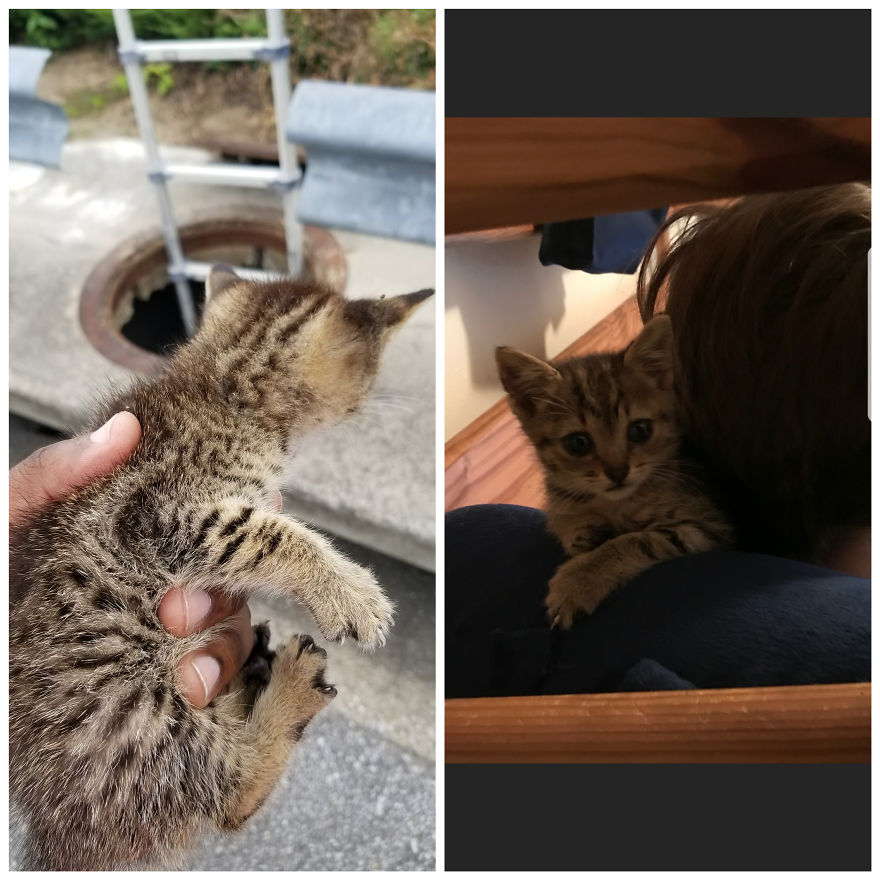 Saved From Storm Drain