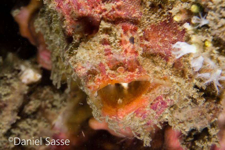 I Spent Hours Scuba Diving And Photographing Frogfish Which Are Really Hard To Find Due To Their Perfect Camouflage