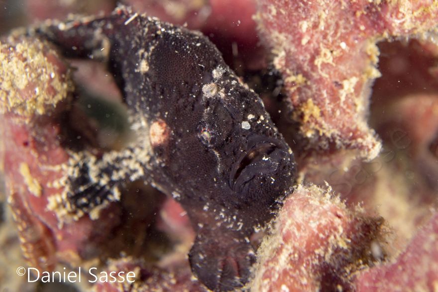 I Spent Hours Scuba Diving And Photographing Frogfish Which Are Really Hard To Find Due To Their Perfect Camouflage