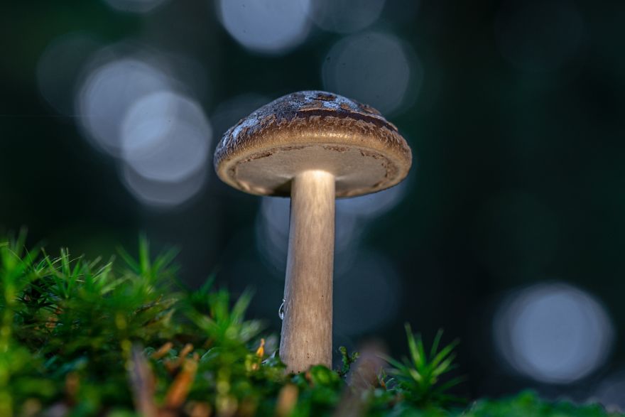 I Go To Forest With My Camera To Capture Fabulous Beauty Of Mushroms