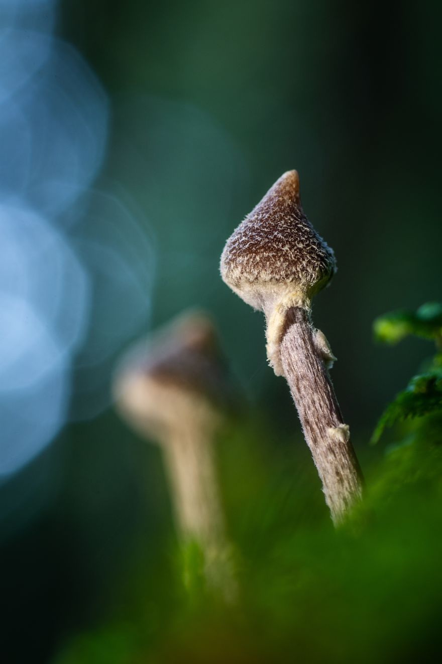 I Go To Forest With My Camera To Capture Fabulous Beauty Of Mushroms