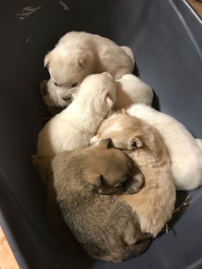 Litter of 6 Survives In The Cold Due To The Caring Love Of Their Mother, Gets Saved By The Locals