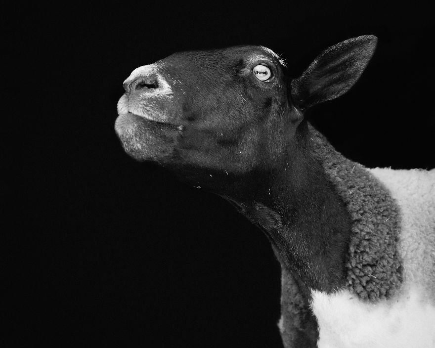 I Became Vegan After Photographing Farm Animals (14 Pics)