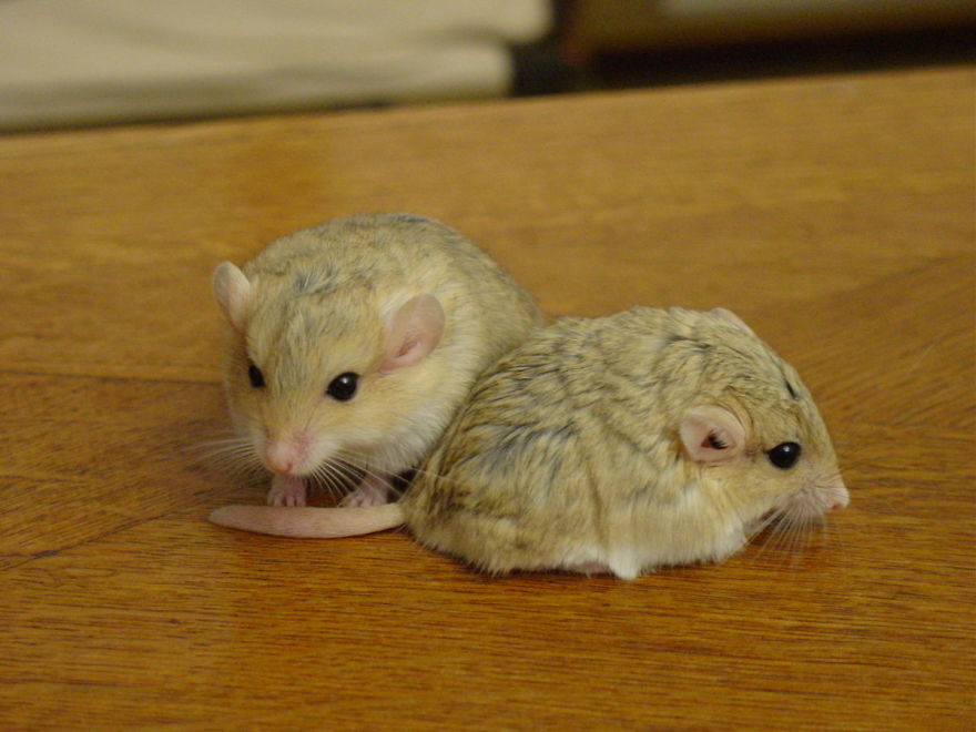 Some Cute Rats To Show That Rats Aren't That Bad