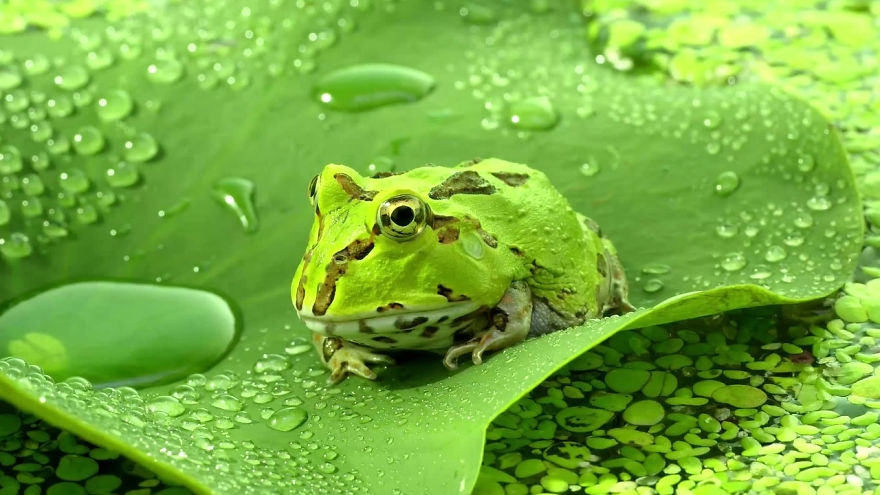 Amazing Facts About Petting Amphibians Amazing Facts About Petting Amphibians
