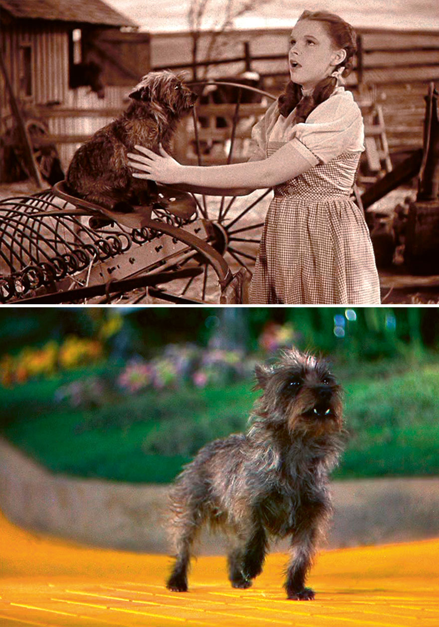 Toto (Cairn Terrier), The Wizard Of Oz, 1939