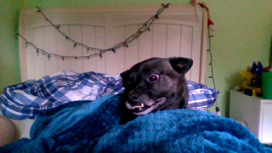 This Really Cute Dog Has A Really Bad Overbite!
