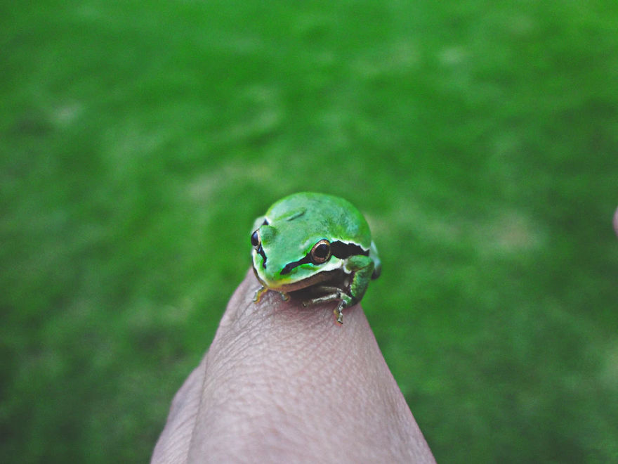 Amazing Facts About Petting Amphibians Amazing Facts About Petting Amphibians