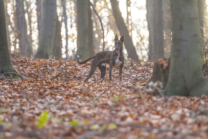 Greyhounds Through My Lens