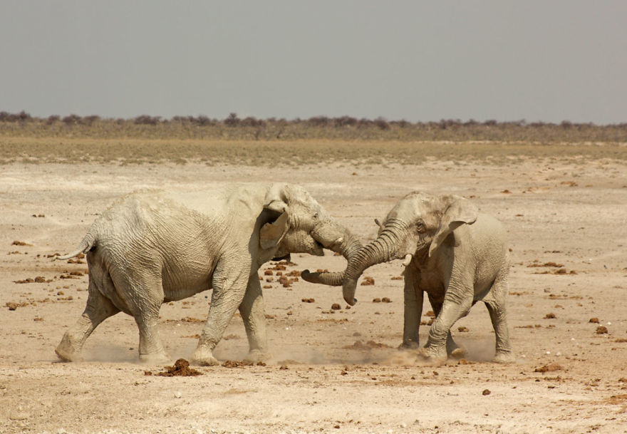 Cutest Elephants Playing In The Wild - Spotted In Namibia!