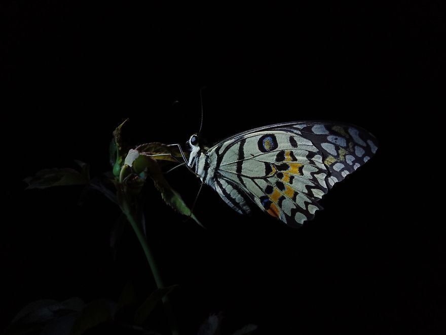 Night Of Butterfly